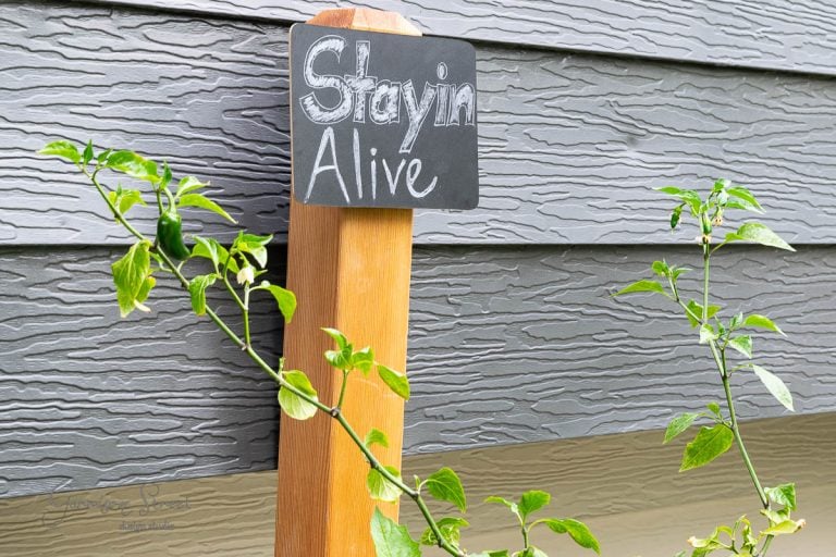 A small chalkboard sign reading "Stayin' Alive" is attached to a wooden post in a garden. Nearby, green plants with small leaves and a jalapeño pepper flourish in the stock tank, set against a textured gray siding backdrop.