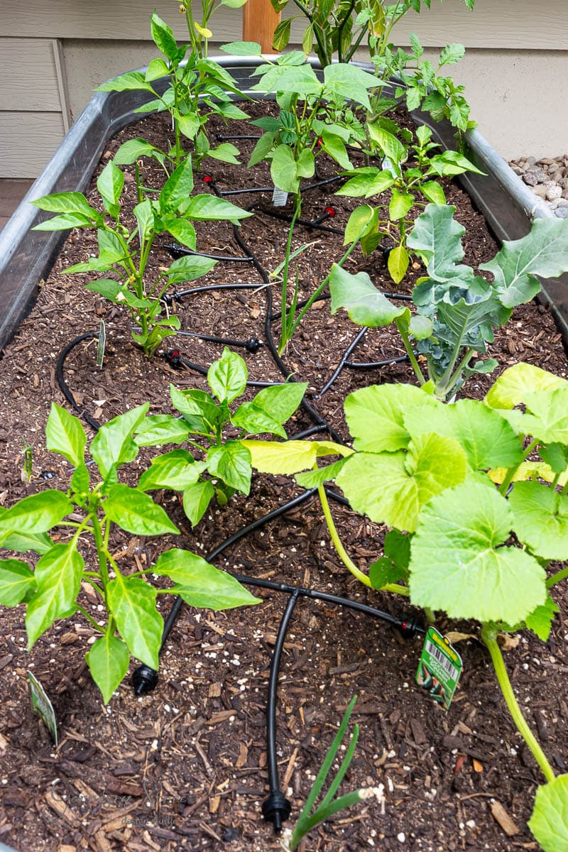 A raised garden bed crafted from a repurposed stock tank is brimming with vibrant vegetables and plants, including peppers and squash. A drip irrigation system nurtures the rich, dark soil, ensuring the garden remains healthy and lush, a testament to meticulous care.