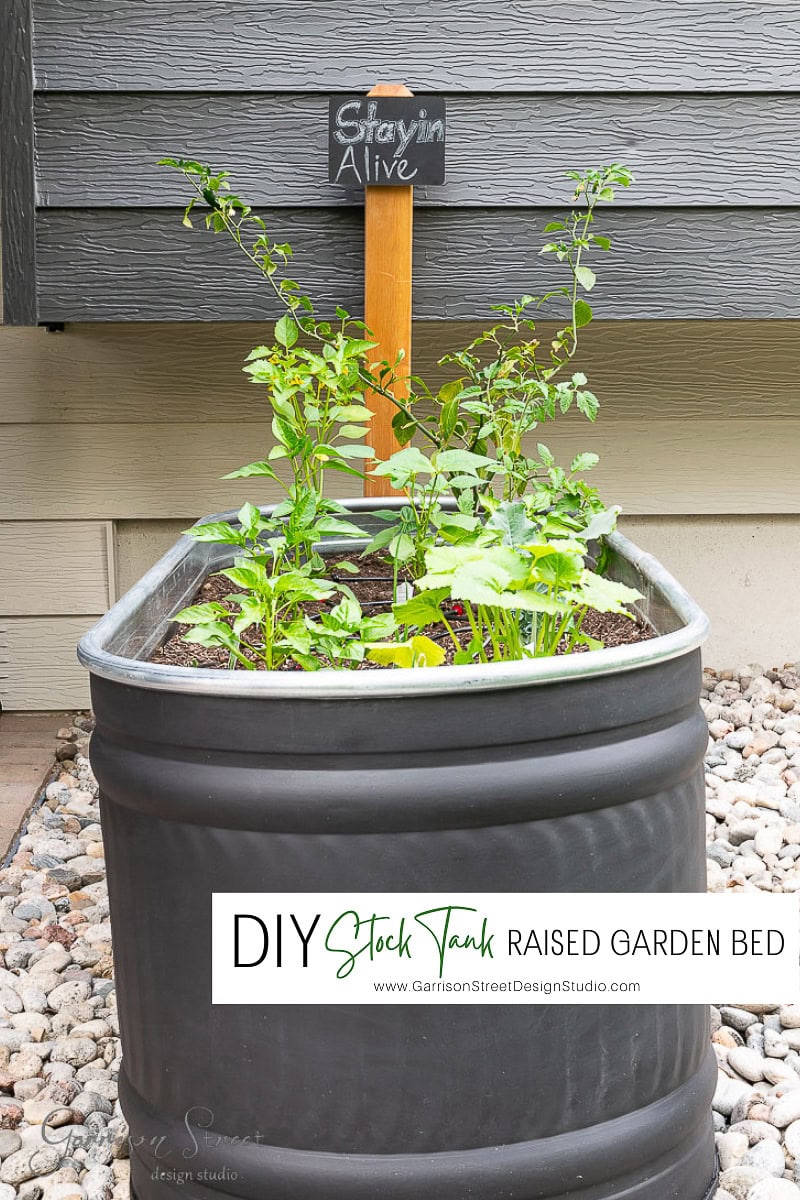 A raised garden bed crafted from a black stock tank brimming with lush green plants rests gracefully on a bed of white stones. A charming chalkboard sign declares "Stayin Alive." Text on the image reads "DIY Stock Tank Garden Bed.