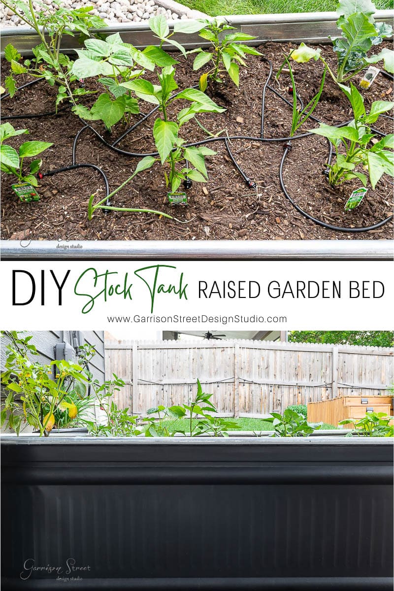Raised garden bed with lush green plants and an efficient drip irrigation system. Set against a wooden fence in the backyard, this DIY stock tank garden offers a unique twist to traditional gardening. The image includes the text "DIY Stock Tank Raised Garden Bed" with a website link.