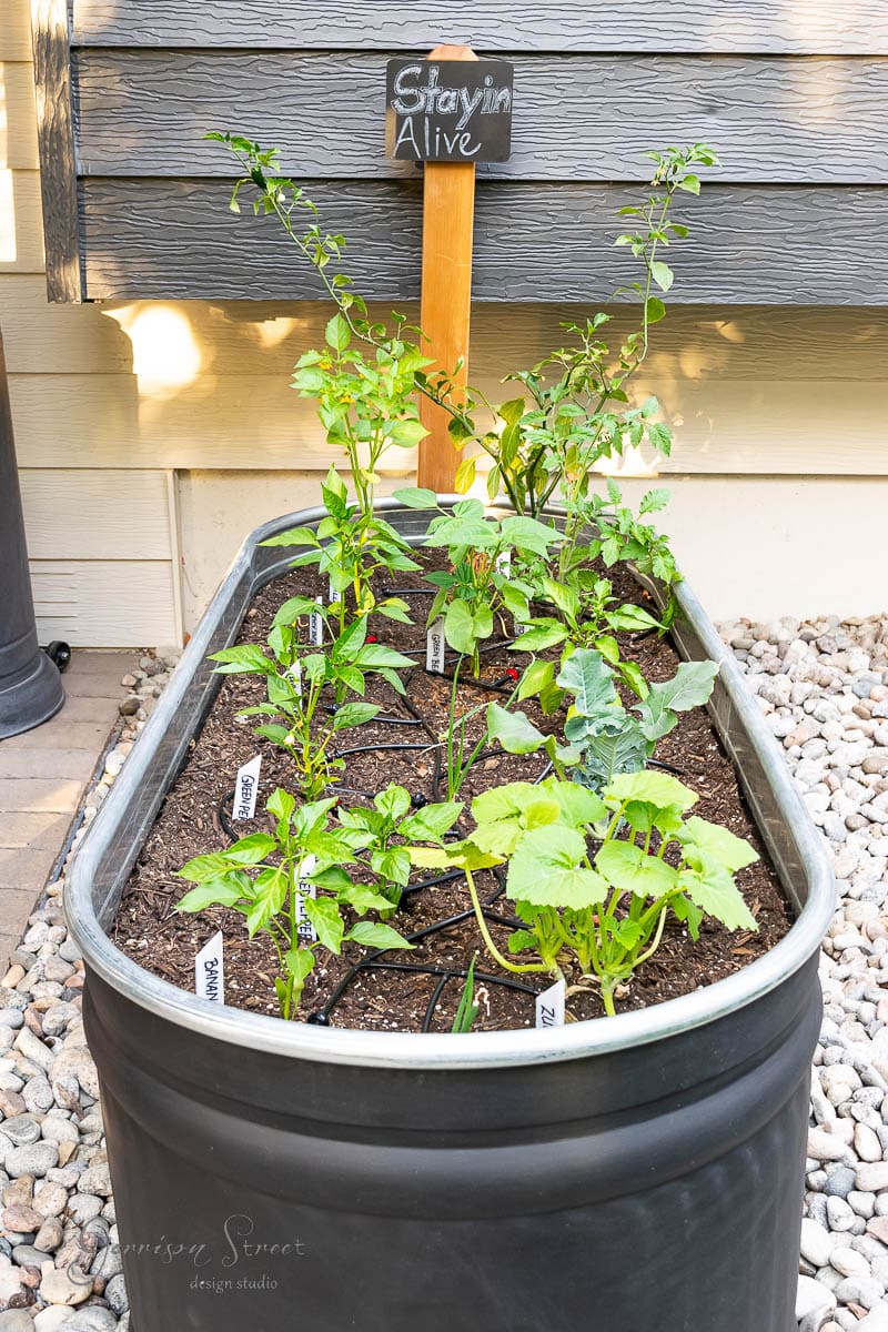 A raised garden bed filled with thriving vegetable plants, each identified by garden markers. A wooden sign reading "Stayin Alive" stands proudly at the back. The bed, surrounded by small rocks, cozily nestles against a gray house wall.