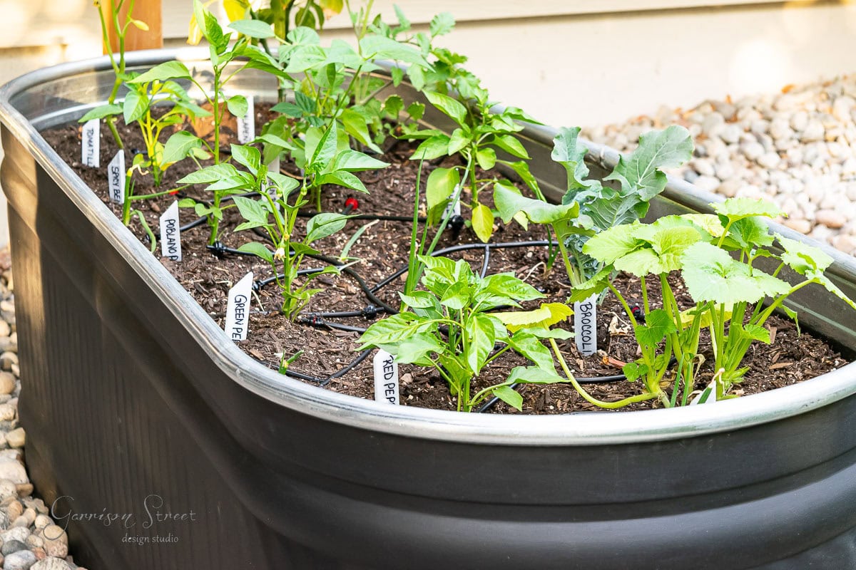 A galvanized metal planter filled with various healthy green plants, each labeled with small white garden markers. The planter is surrounded by decorative white stones, set against a light-colored wall.