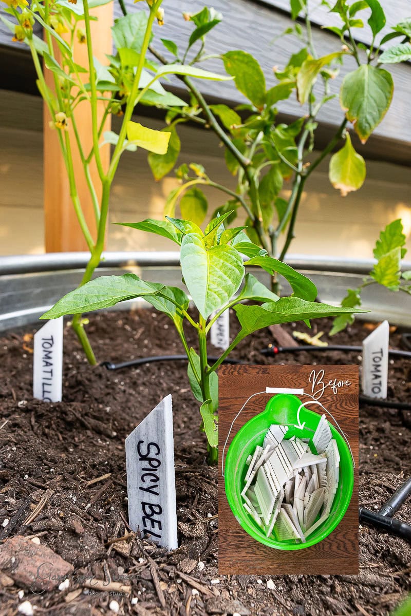 A lush tomatillo plant flourishes in a metal container garden, adorned with garden markers and a sign labeled "Spicy Green." An inset reveals a green bowl filled with seed packets, marked "Before." Drip irrigation tubes are discreetly nestled in the soil.