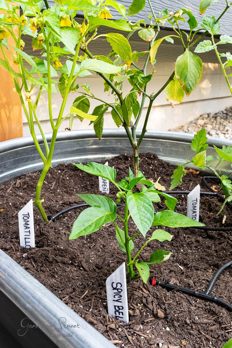 A metal planter box brimming with diverse plants thrives in soil. Garden markers label each variety: “Tomatillo,” “Black Beauty,” and “Saxon Gold.” A drip irrigation system winds through the greenery indoors under artificial light, ensuring each plant flourishes.
