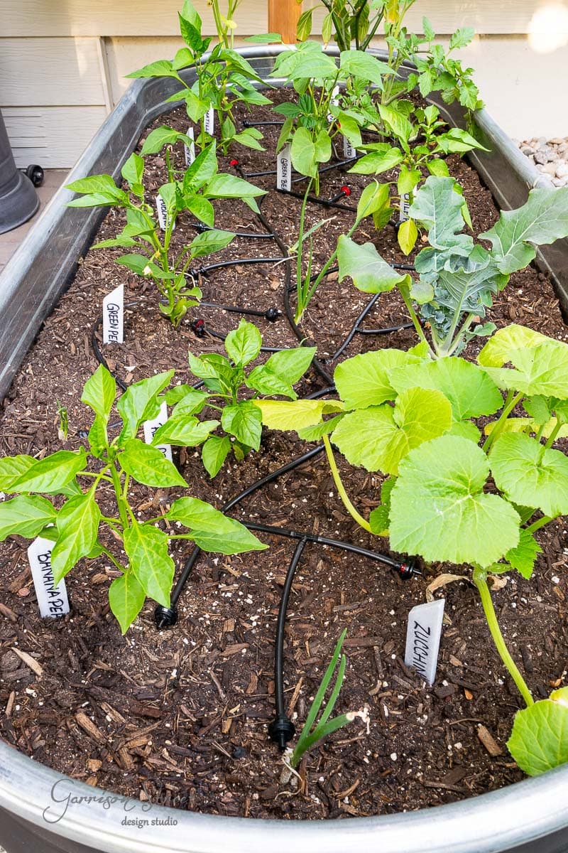 A raised garden bed flourishes with various plants, each accompanied by garden markers labeling them as "Zucchini," "Broccoli," and "Bell Pepper." Drip irrigation lines weave through the soil, efficiently providing water to these thriving greens.