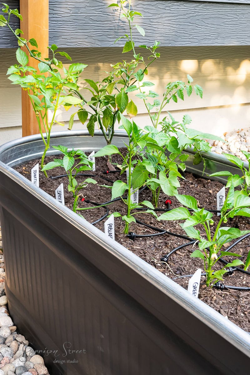 A raised metal planter box brimming with young plants and garden markers identifying tomatoes, jalapeños, and onions. Nestled outdoors near a house with a gravel border, it showcases the beginnings of a vibrant fresh produce patch.