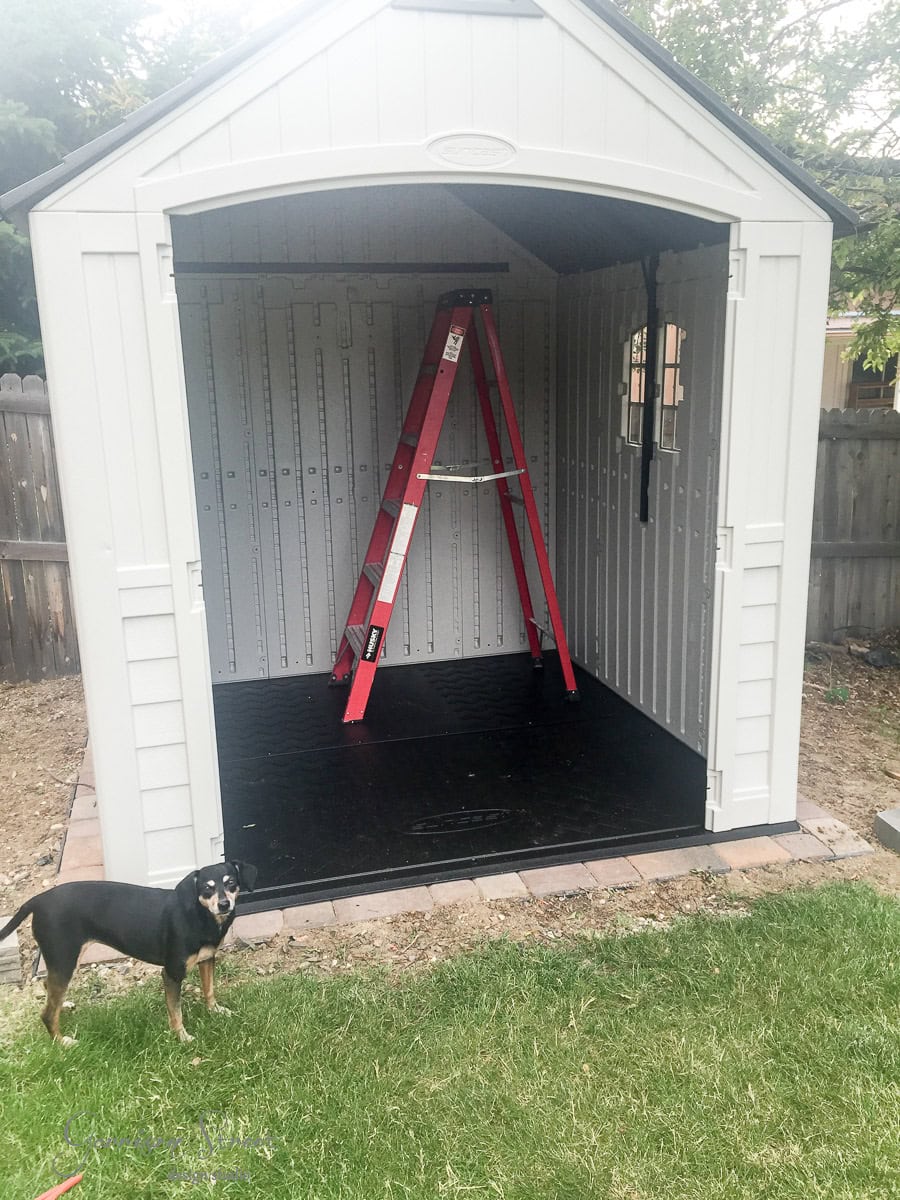 A black and tan dog stands in the grass in front of an open, newly-built gray shed. Inside the shed is a red ladder. A wooden fence and trees are in the background.