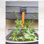 A DIY backyard stock tank garden bed filled with leafy green vegetable plants. A small chalkboard sign reading “Stayin’ Alive” is placed at the back of the tank. The background features horizontal gray siding.