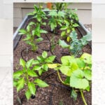 A raised garden bed made from a stock tank contains various young vegetable plants and a drip irrigation system, set on a bed of white rocks. Text reads "DIY Backyard Stock Tank Raised Vegetable Garden Bed.