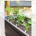 A raised black garden bed with tomato plants and white tile markers labeling each plant. Text overlay reads: "DIY Scrap Tile Vegetable Garden Markers - garrison street design studio.