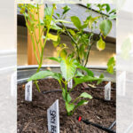 Green vegetable plants grow in a garden bed with white DIY tile markers labeled "SPICY BELL" and "TOMATILLO." Text above reads: "DIY SCRAP TILE VEGETABLE GARDEN MARKERS, garrison street design studio.