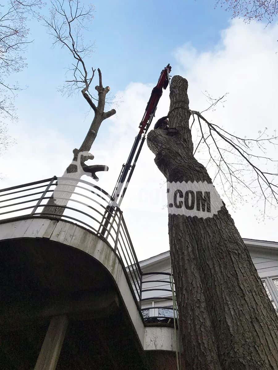 Tree trimming using crane and bucket lift at residential property.