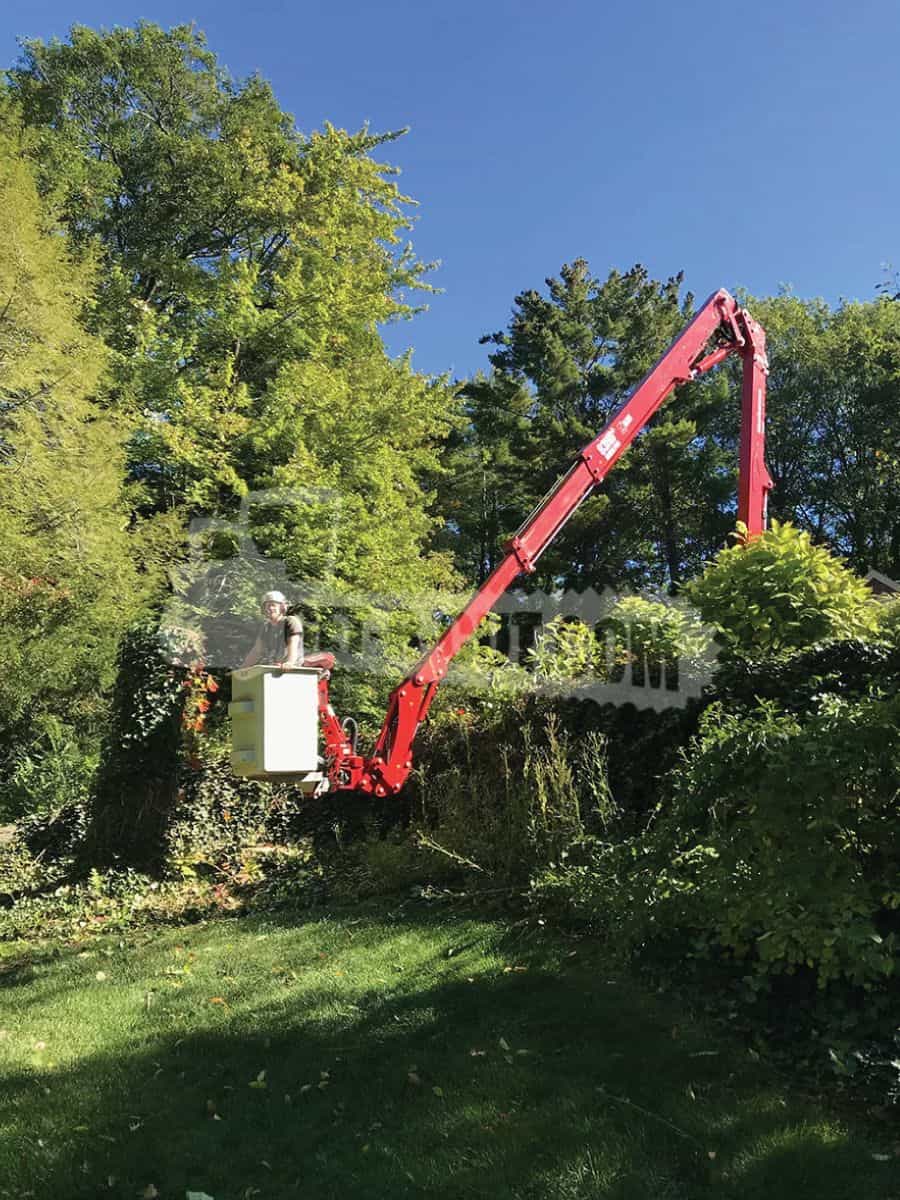 Cherry picker lifting worker to trim tall trees in a lush garden.
