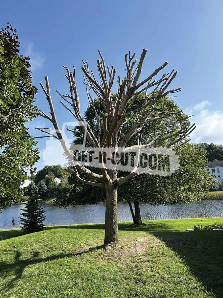 Tree with trimmed branches near a lake under a blue sky.
