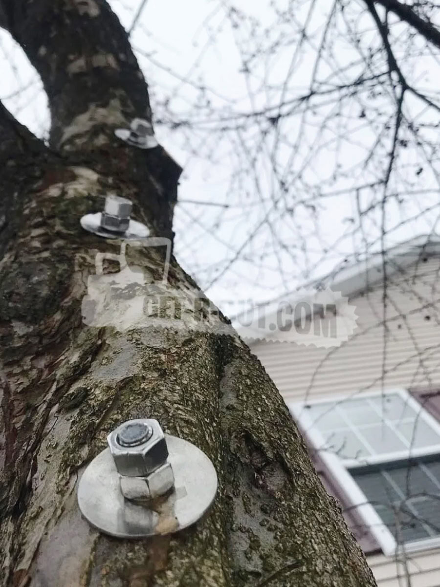 Tree with metal mounts and bolts for equipment installation.