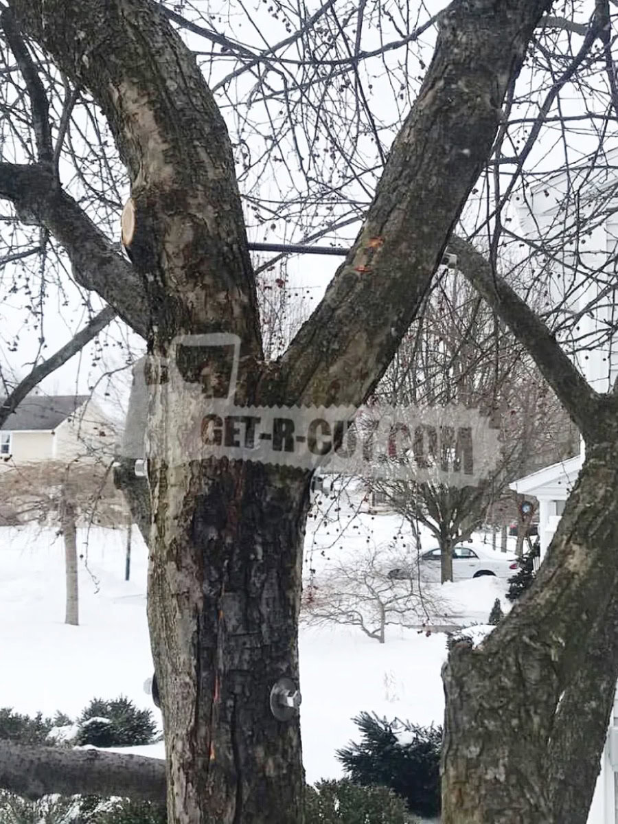 Tree with Get-R-Cut.com sign attached to the trunk in winter.