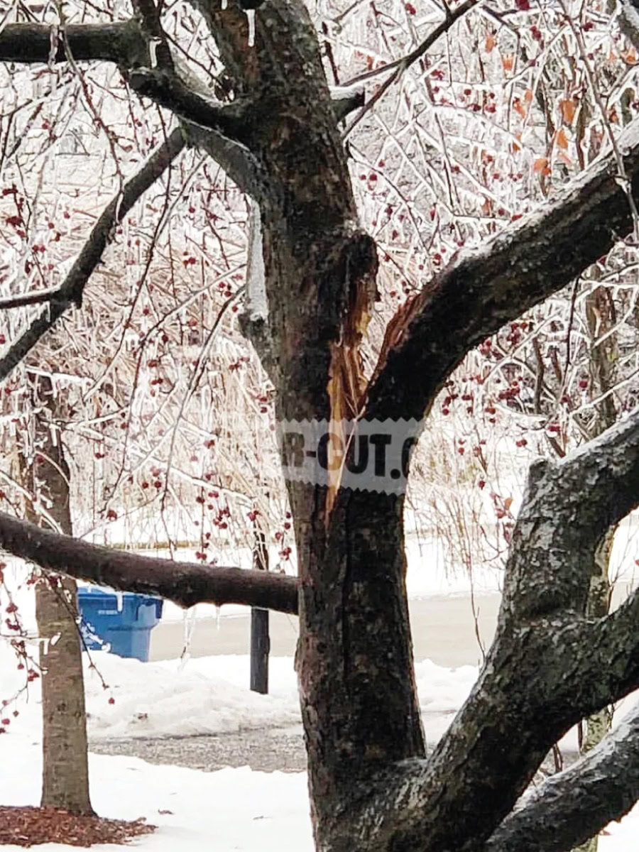 Tree with trimming tape in winter, snow-covered branches and trunk.