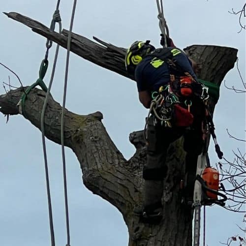tree removal img
