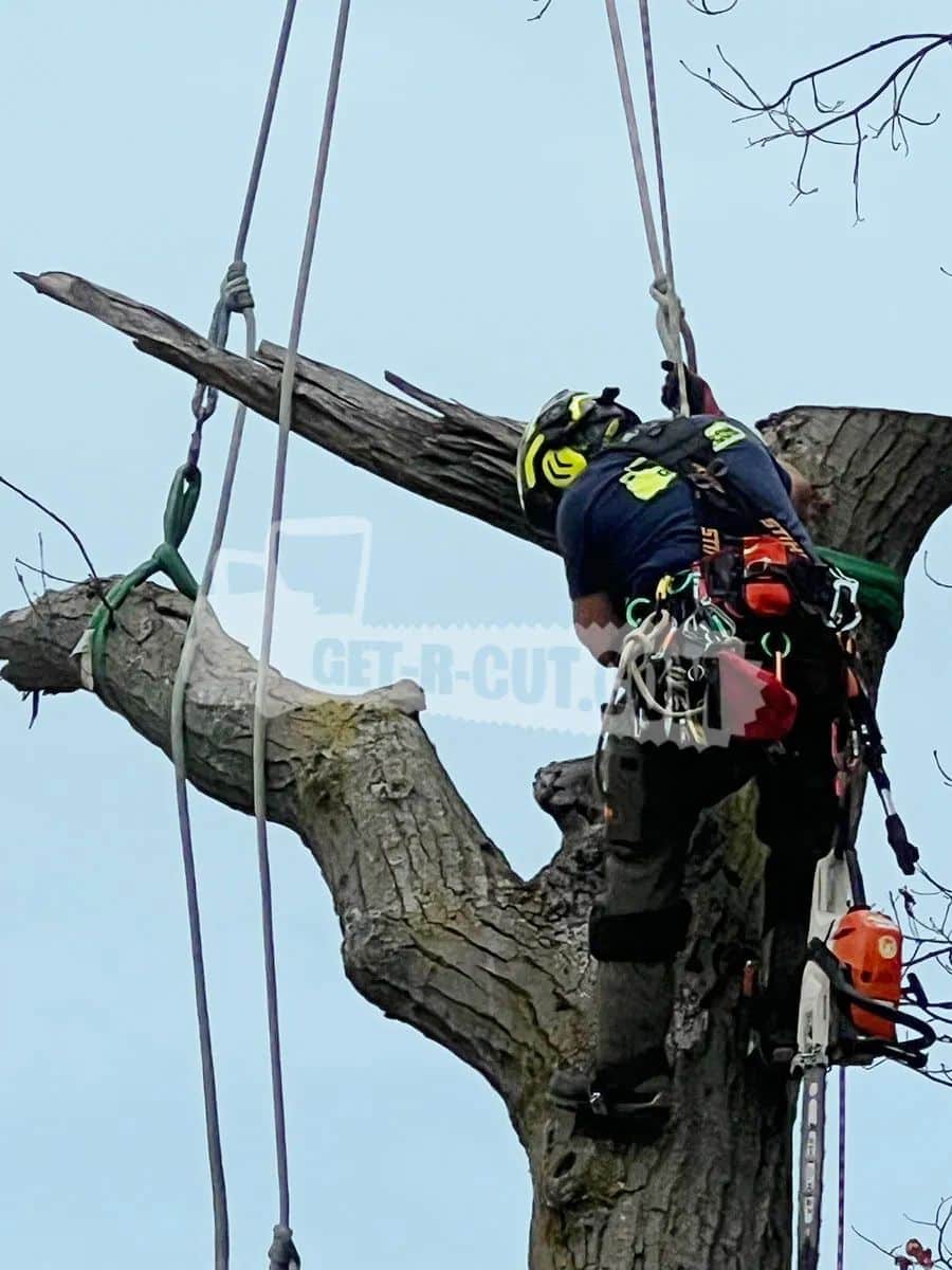 Climber working on tree using safety harness and ropes.