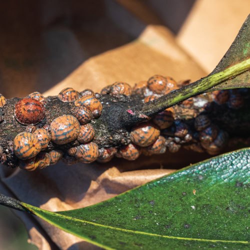 magnolia scale
