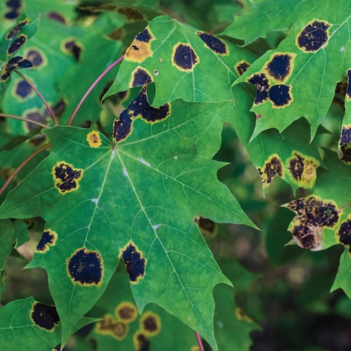 maple tar