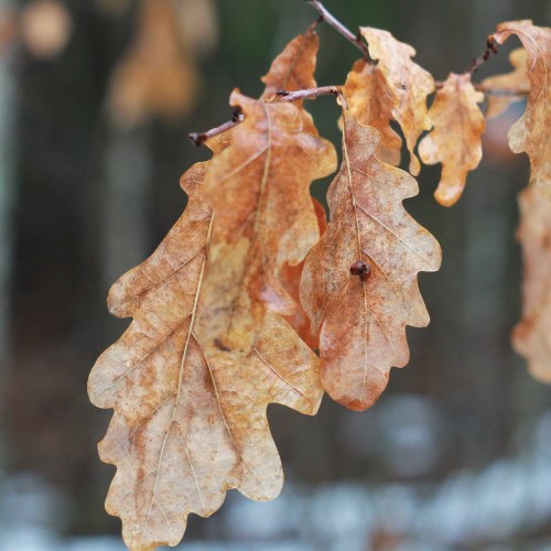 oak wilt 2