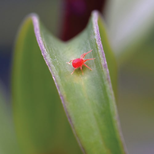 spider mite