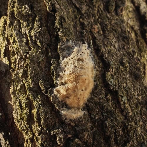 spongy moth