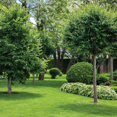 tree health in backyard