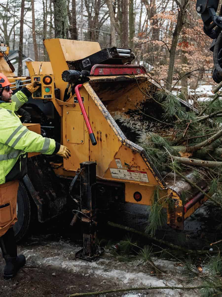 Tree stump grinding machine removing tree stumps in wooded area.