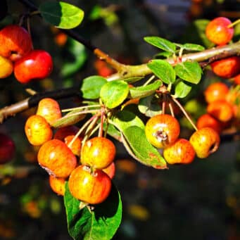 crab apple tree