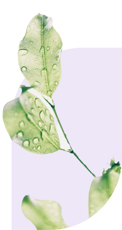 Eco Freindly LEaf