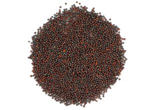 Broccoli sprouting seeds for healthy gardening and nutrition.