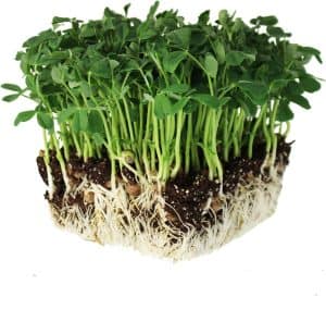 Fresh microgreens sprouts with roots, ideal for salads and healthy eating.