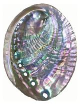 Abalone shell smudge bowl with iridescent colors for spiritual cleansing.