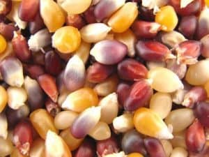 Multicolored organic popcorn kernels for healthy snacking.