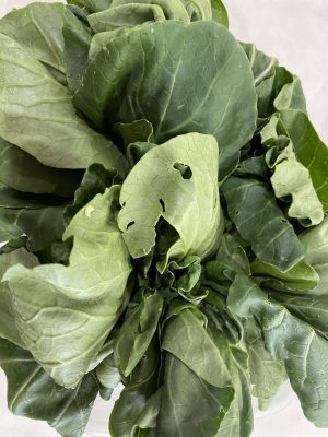 Fresh green bok choy leaves for healthy cooking and nutrition.