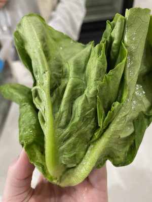 Fresh butter-crunch lettuce from Healthy Roots farm for healthy eating.