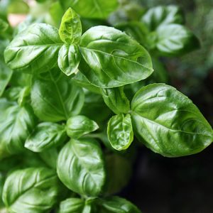 Fresh green basil leaves, organic and aromatic, perfect for culinary use.