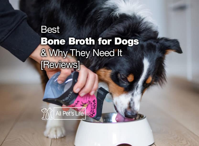 bone broth for senior dogs