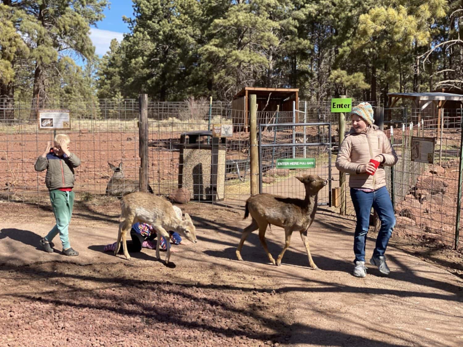 Grand Canyon Deer Farm Near Williams Phoenix With Kids