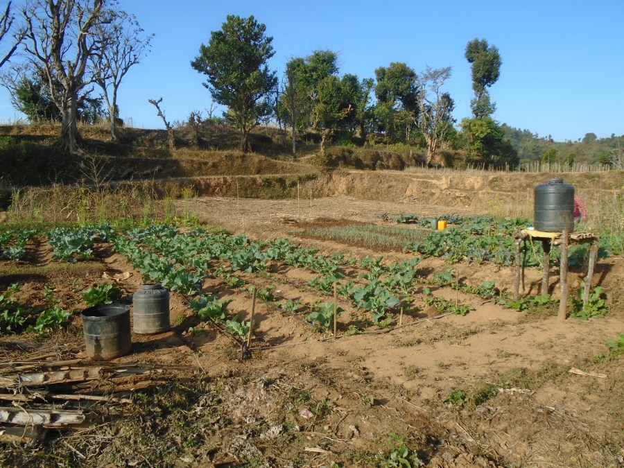 Hum Kamari's crops in a field in Magare. 