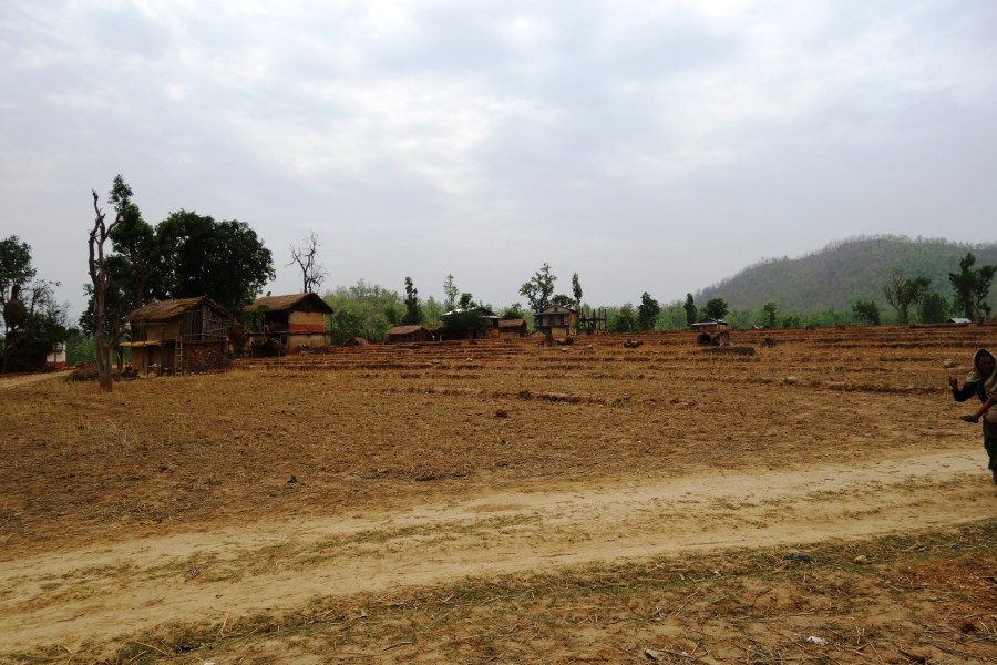 A field showing Sanneghari during the dry season.