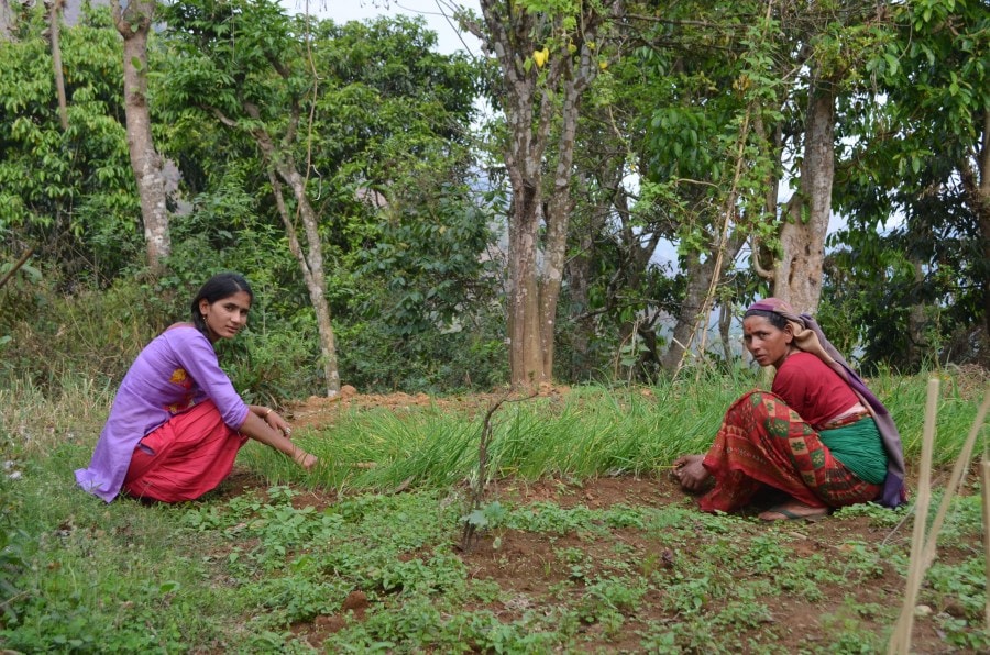 Sushmita (left) tending to crops