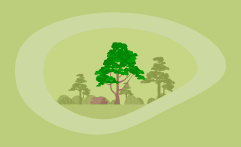 How Sustainable Is Balsa Wood? Here Are the Facts