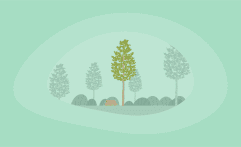 How Sustainable Is Aspen Wood? Here Are the Facts