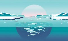 Beluga Whales Show Why Arctic Sea Ice Protection Matters For Our Planet
