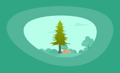 How Sustainable Is Douglas Fir Wood? Here Are the Facts