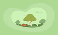 How Sustainable Is Mango Wood? Here Are the Facts