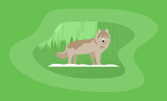 9 Best Charities for Protecting Wolves (Complete 2025 List)